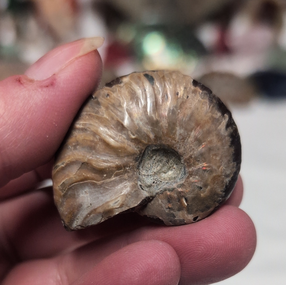 Natural Fossil Ammonite